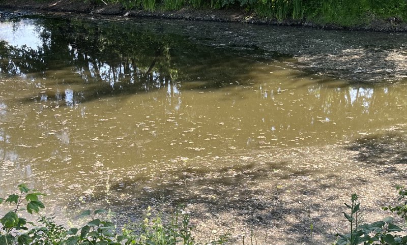 Специалисты минприроды обнаружили 14 стоков, которые загрязняли Парковый ручей