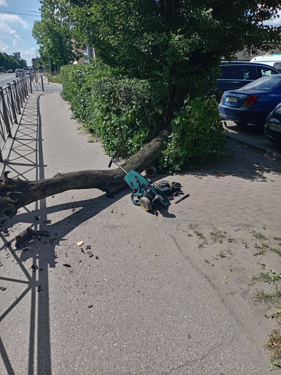 В Черняховске прокуратура проверяет информацию о падении дерева на двухлетнего ребёнка