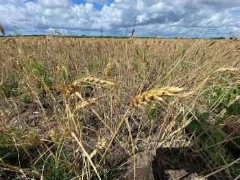 Из Калининградской области экспортировали 6,5 тысячи тонн пшеницы