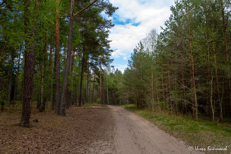 волк янтарный 5