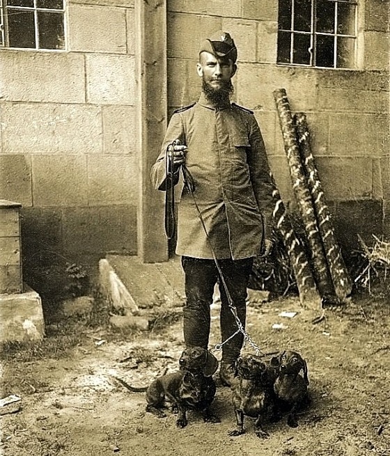 волк янтарный 3