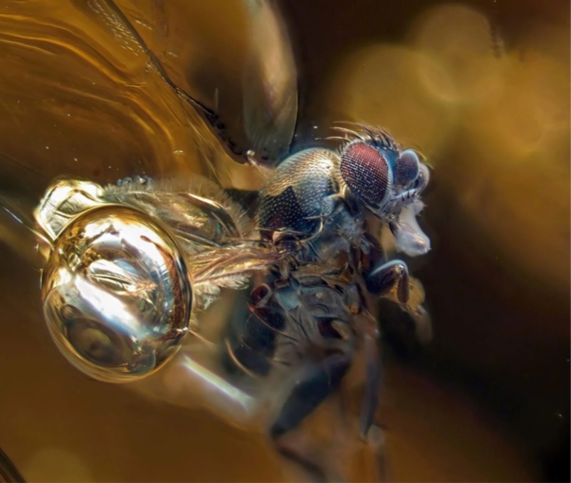 Калининградец сфотографировал муху в янтаре и победил в национальном конкурсе
