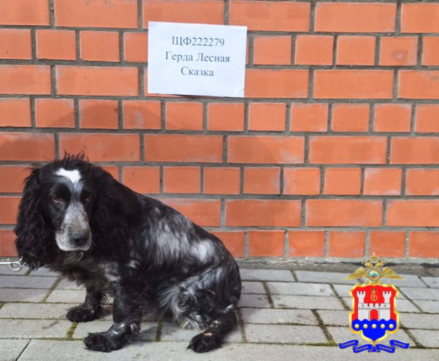В Калининграде собака - поисковик взрывчатки Герда Лесная Сказка уходит на пенсию