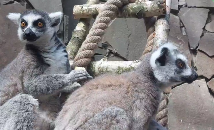 В Калининградский зоопарк переехали лемуры из Москвы