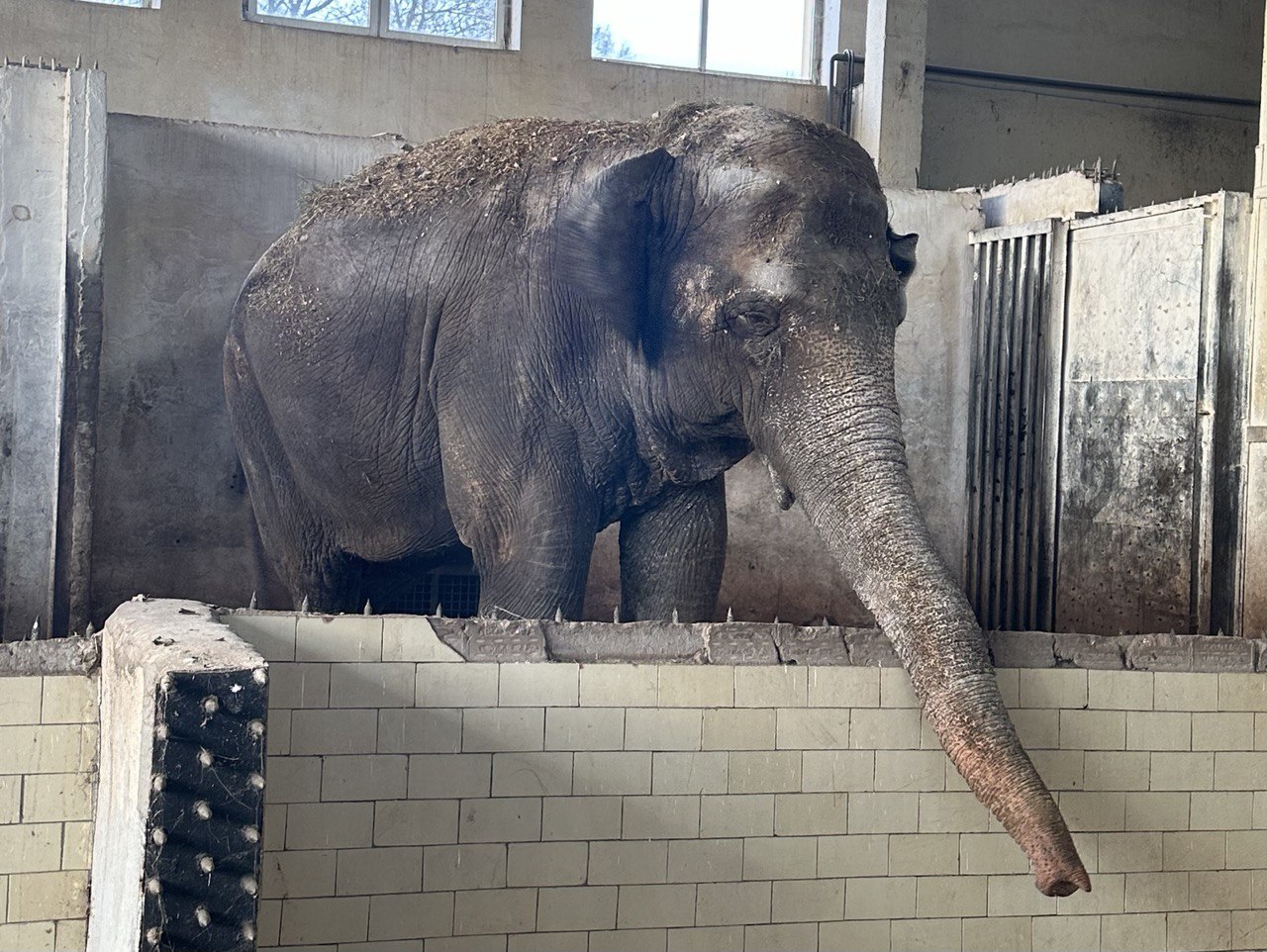 В Калининградском зоопарке рассказали, почему «грустит» слониха Преголя