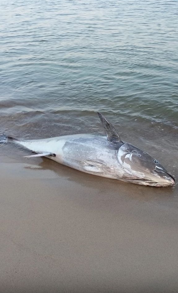 Очевидцы рассказали, как воды Балтийского моря подкинули к Зеленоградску 120-килограммового тунца