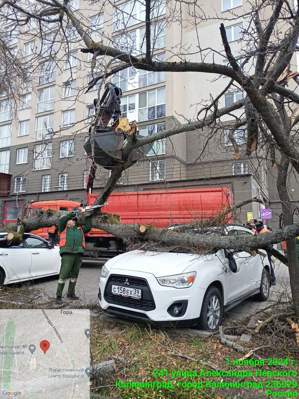 В Калининграде рухнувшие из-за урагана деревья повредили 9 автомобилей