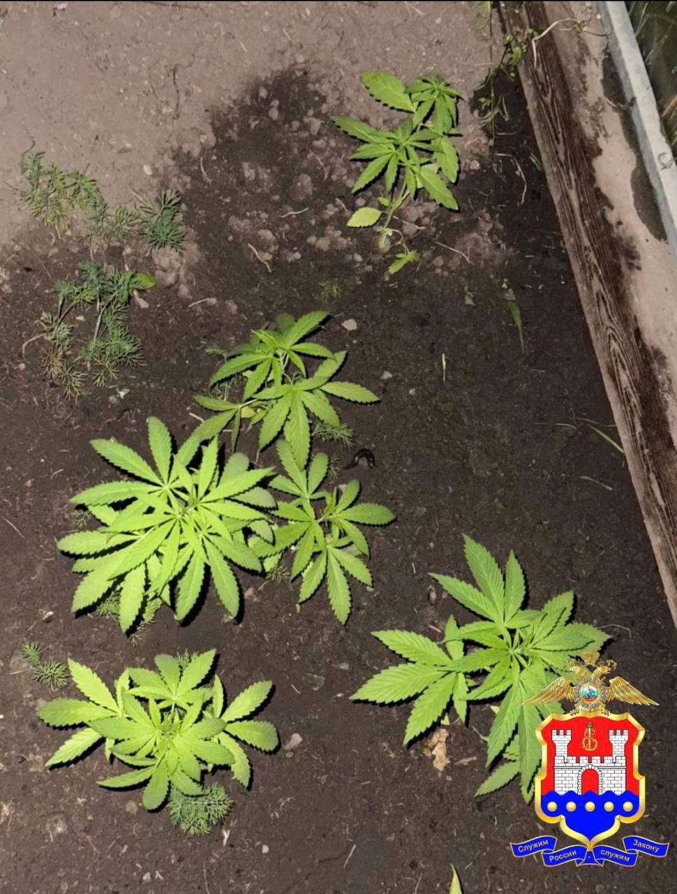 В Зеленоградске полицейские нашли плантацию конопли в теплице частного дома 