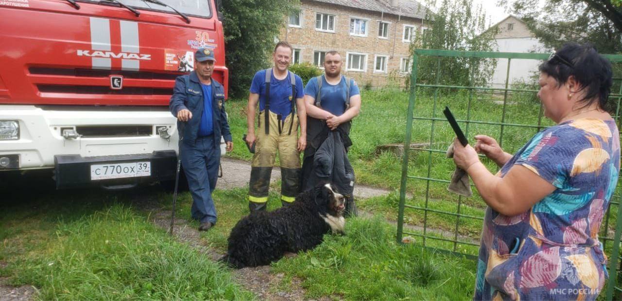 В Немане пожарные спасли провалившуюся в колодец собаку