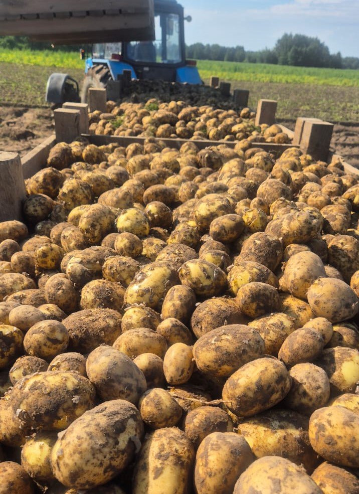 Прямо с полей: в калининградские магазины начали завозить местный картофель