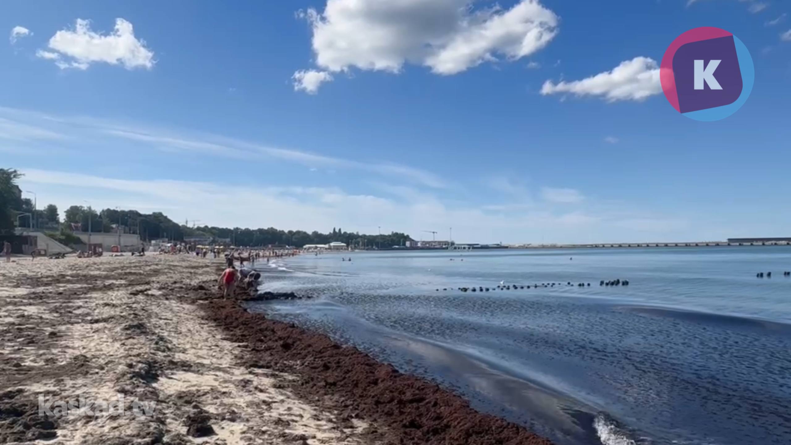Балтийское море выбросило на пляж Пионерского кучу нежданных водорослей