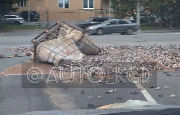 В Калининграде проспект Победы засыпало рыбными головами
