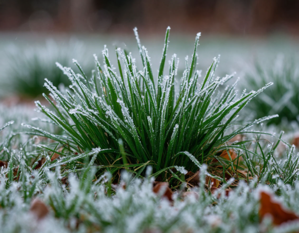Апрель заканчивается заморозками: когда в регион наконец придёт тепло