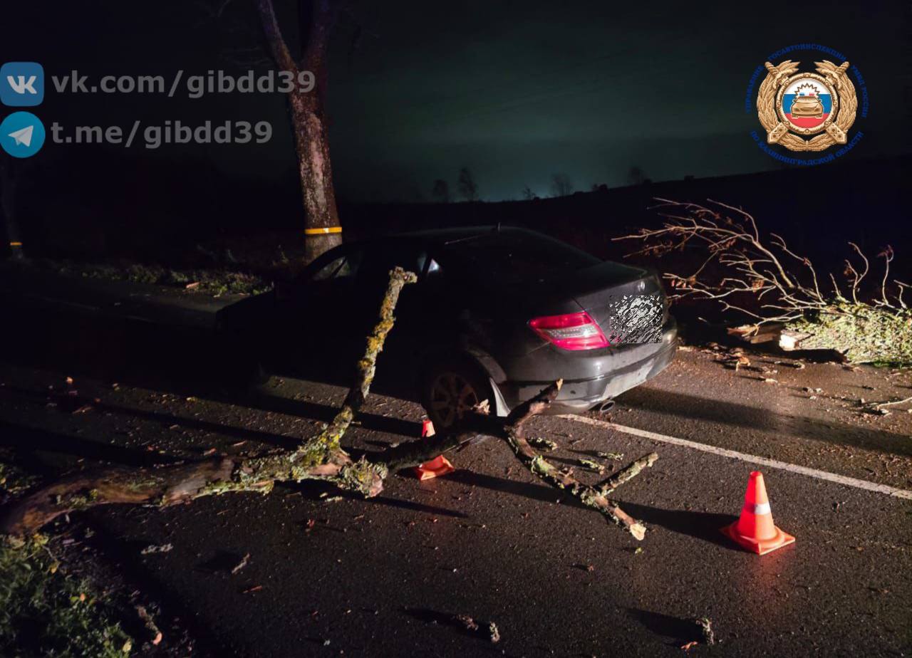 В Зеленоградском районе легковушка врезалась в упавшее дерево В Зеленоградском районе легковушка врезалась в упавшее дерево