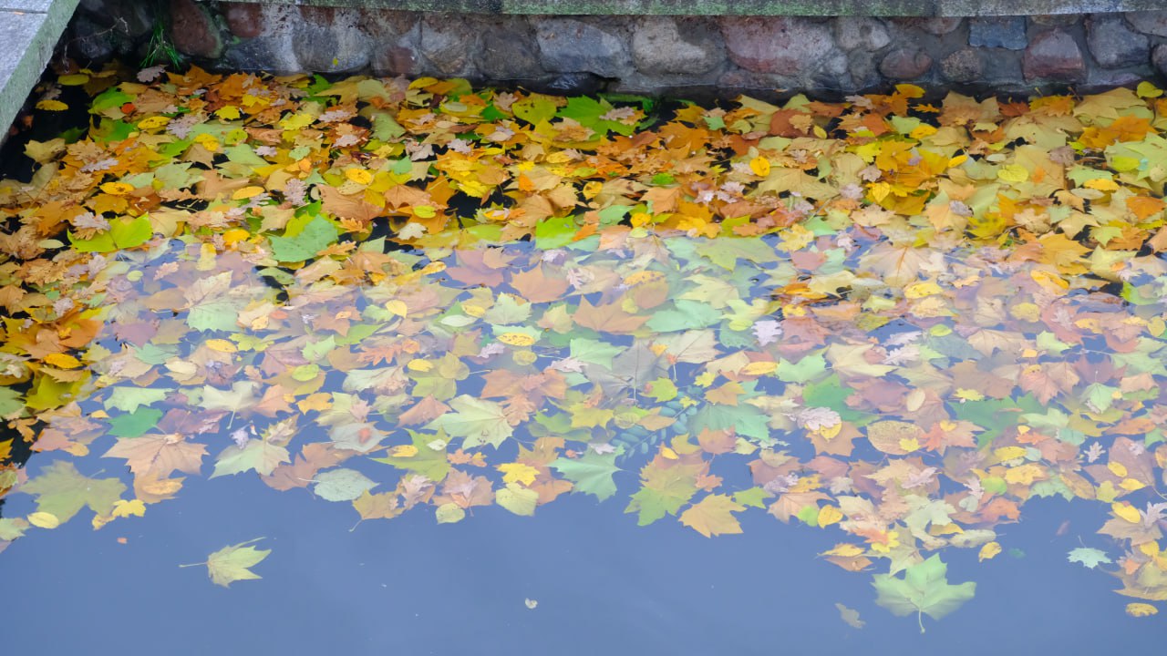 18 миллиметров осадков, 4 упавших дерева и 4 обрыва проводов: в администрации Калининграда подвели итоги ночного циклона 18 миллиметров осадков, 4 упавших дерева и 4 обрыва проводов: в администрации Калининграда подвели итоги ночного циклона