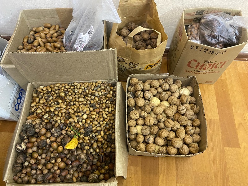 Славские школьники передали «Биосфере Балтики» орехи и жёлуди, которые они собирали для диких животных