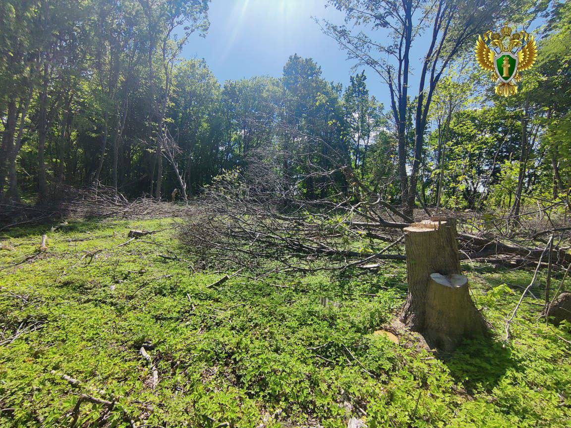 В Калининградской области возбудили уголовное дело за незаконную рубку леса В Калининградской области возбудили уголовное дело за незаконную рубку леса