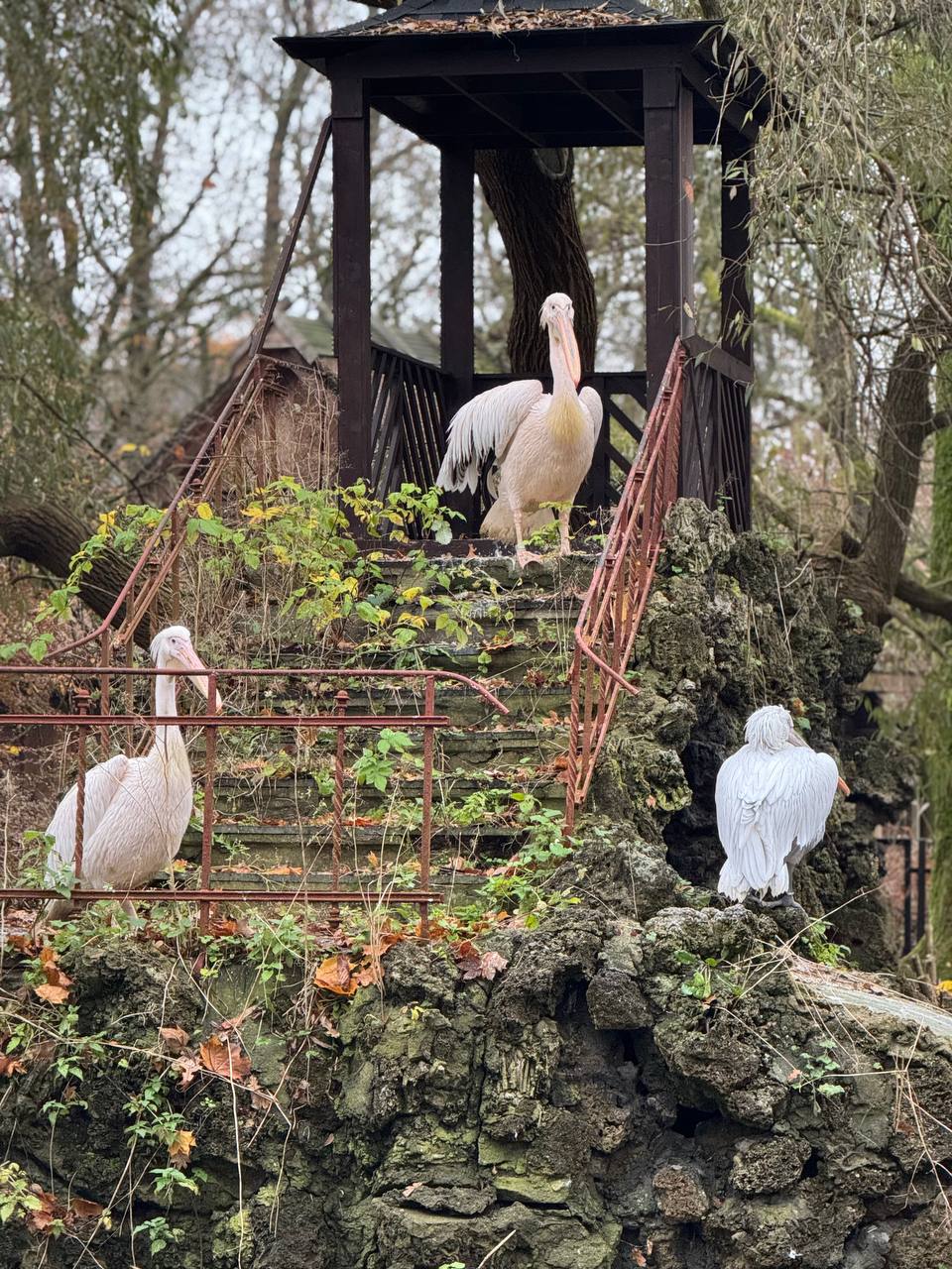 Пеликаны Федя, Зина и Кудряшка из Калининградского зоопарка вернулись на Пеликаний пруд