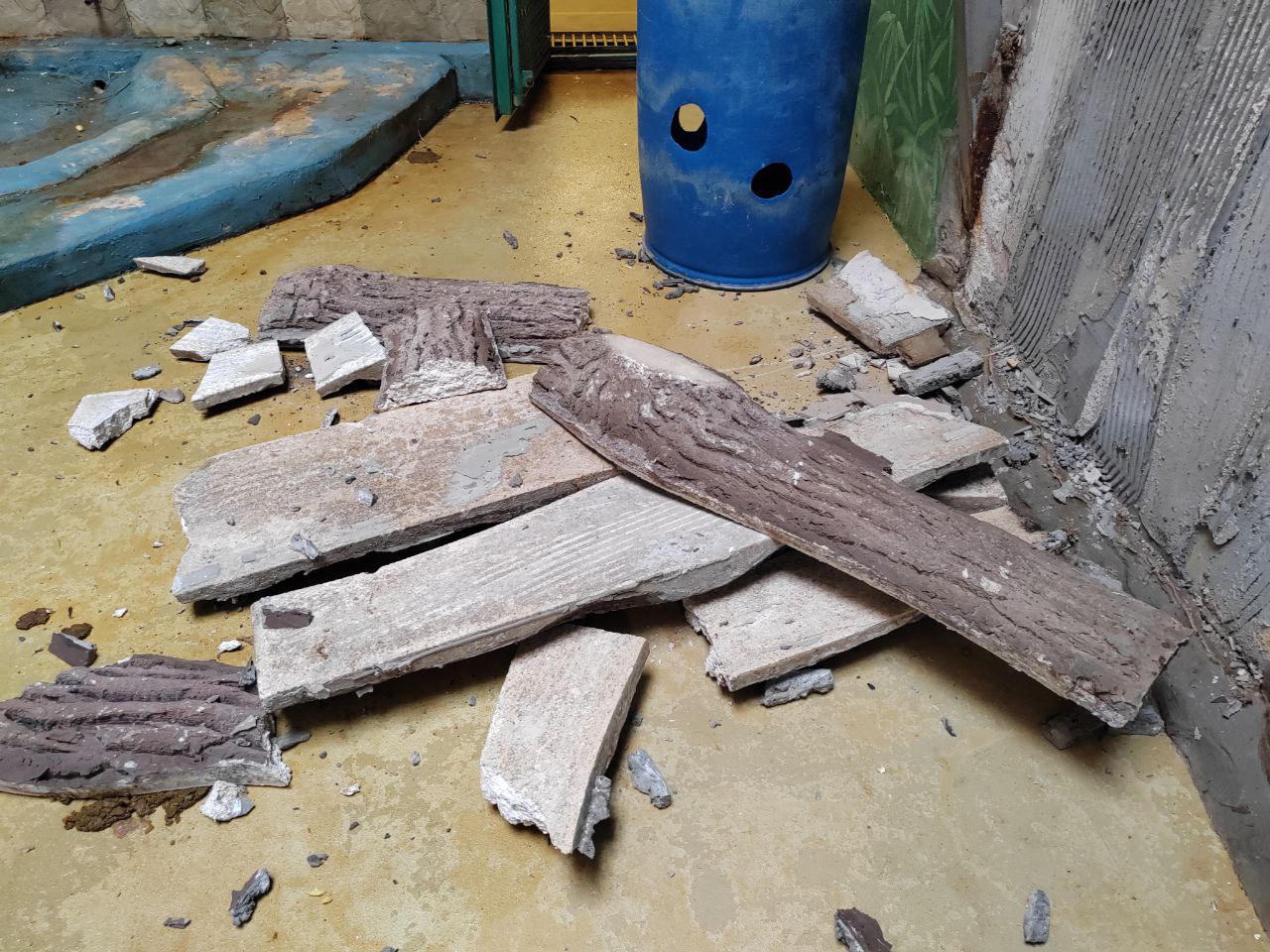 Орангутан Антон из Калининградского зоопарка оторвал часть балок со стены в своем вольере