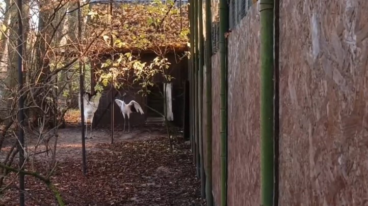 В Калининградском зоопарке состоялось первое свидание японских журавлей В Калининградском зоопарке состоялось первое свидание японских журавлей