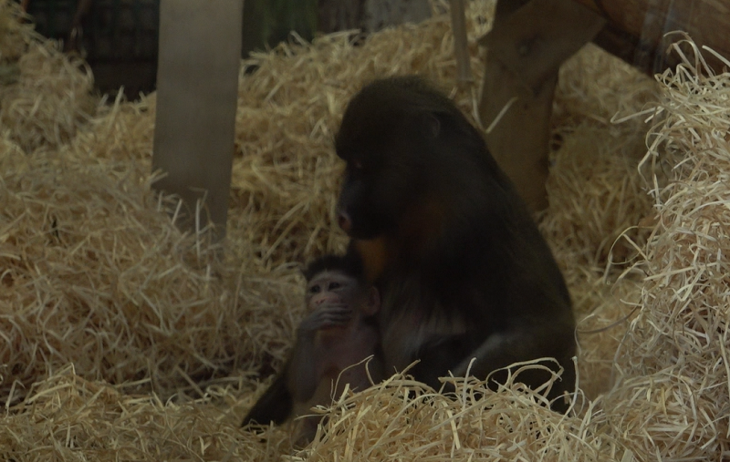 кармен и малыш мандрил наше