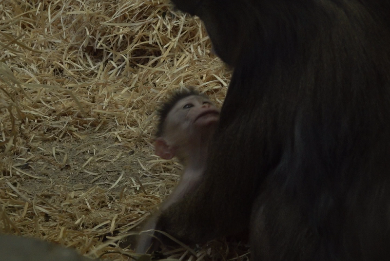 Кто среди животных лучше всего заботится о детёнышах? Главные мамы Калининградского зоопарка