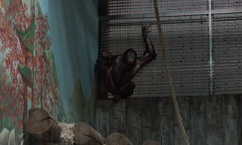 оле орангутан наше фото