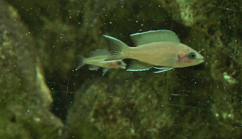 принцессы бурунди