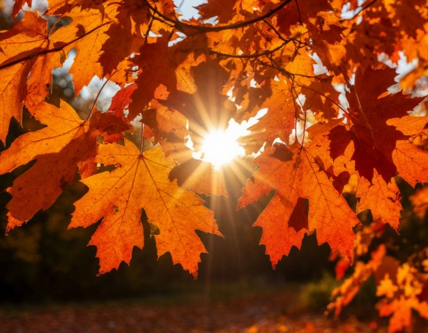 Тепло и солнечно: погода на выходные в Калининграде Тепло и солнечно: погода на выходные в Калининграде