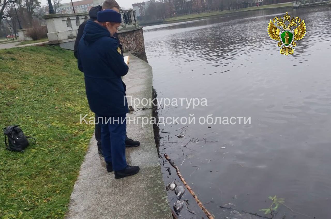 Природоохранная прокуратура проверит Верхнее озеро после гибели птиц Природоохранная прокуратура проверит Верхнее озеро после гибели птиц
