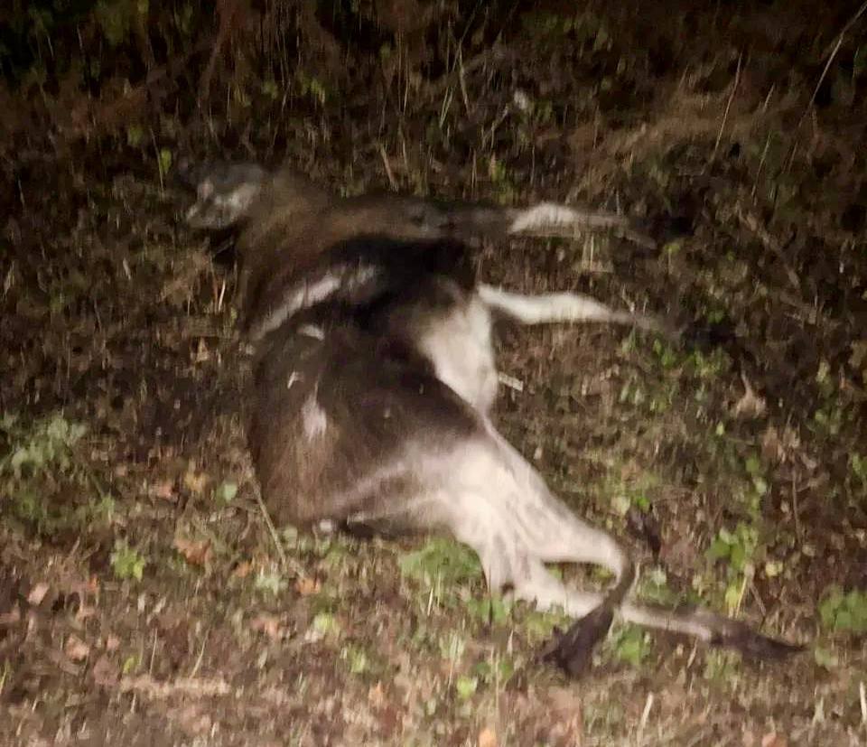 На Куршской косе насмерть сбили лося