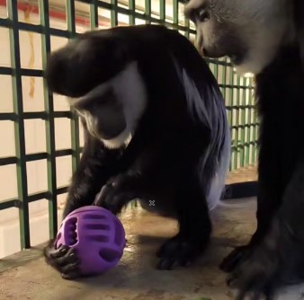 Игрушка в обмен на скидку: в Калининградском зоопарке показали, как колобус играет с шариком и объявили новую акцию Игрушка в обмен на скидку: в Калининградском зоопарке показали, как колобус играет с шариком и объявили новую акцию