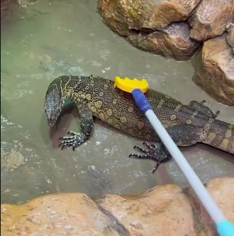 В зоопарке показали утренние процедуры варана Хлыста