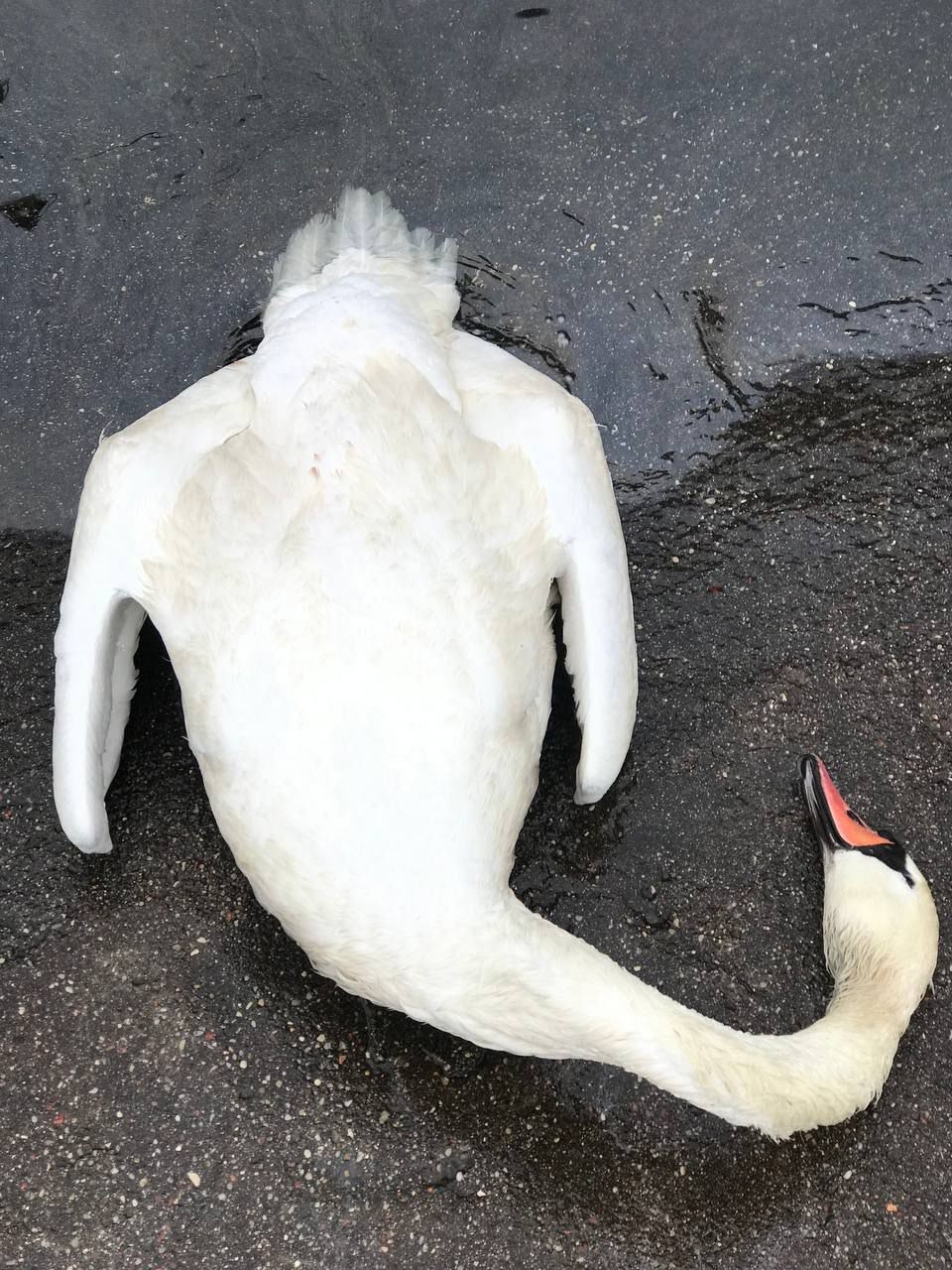«Не хлеб, а смерть»: в Балтийске просят срочно прекратить кормление лебедей «Не хлеб, а смерть»: в Балтийске просят срочно прекратить кормление лебедей