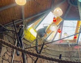 В Калининградском зоопарке показали на примере лемуров, как решать семейные конфликты