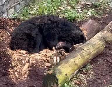 «На свежем воздухе оно и зимовать как-то приятнее»: в зоопарке показали, как проходит зимняя спячка у медведицы Арти «На свежем воздухе оно и зимовать как-то приятнее»: в зоопарке показали, как проходит зимняя спячка у медведицы Арти