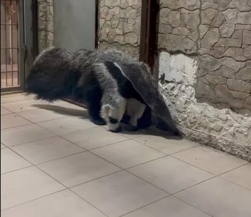 У малышки муравьеда из калининградского зоопарка появилось имя.