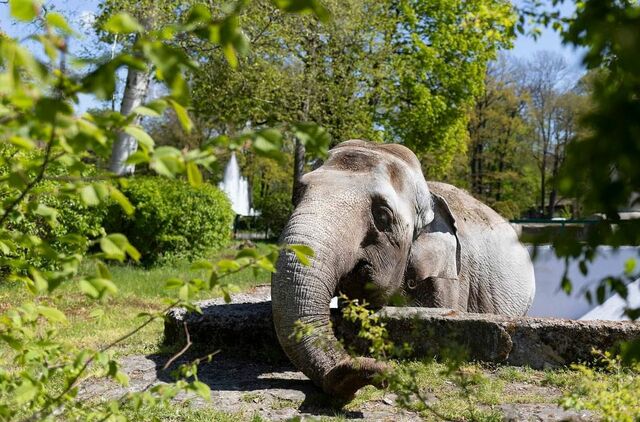 «Преголя ушла»: В калининградском зоопарке умерла знаменитая слониха