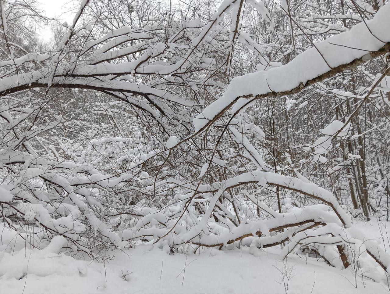 «Зрелище красивое, но опасное»: в Виштынецком парке предупредили посетителей Красного леса
