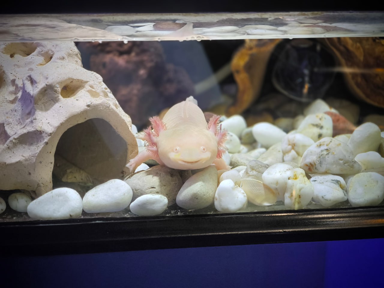 Аксолотлю Лунтику из Музея Мирового Океана исполнилось 7 лет Аксолотлю Лунтику из Музея Мирового Океана исполнилось 7 лет