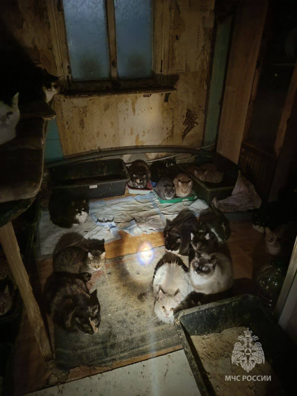 В пожаре на улице Ангарской спасли 50 котов и собаку