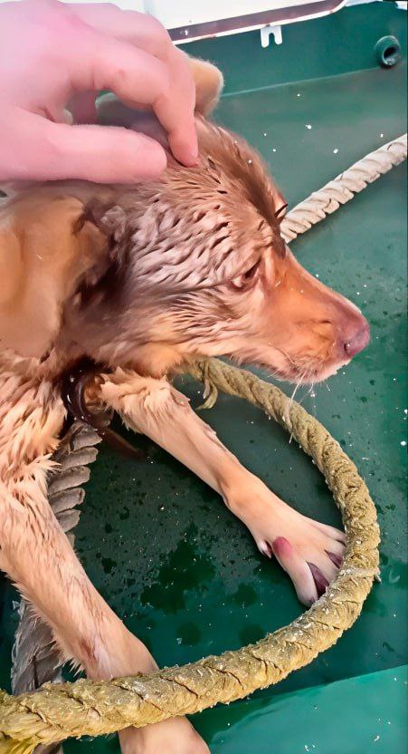 Экипаж «Фортуны» спас собаку из ледяной воды в Калининградском канале