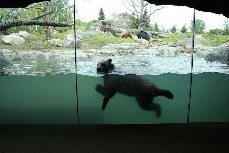 Новый медвежатник, террариум и вольеры для крокодилов: Калининградский зоопарк ждёт масштабное обновление