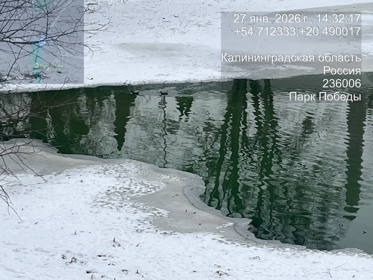 Пруды в Парке Победы окрасились в зелёный цвет