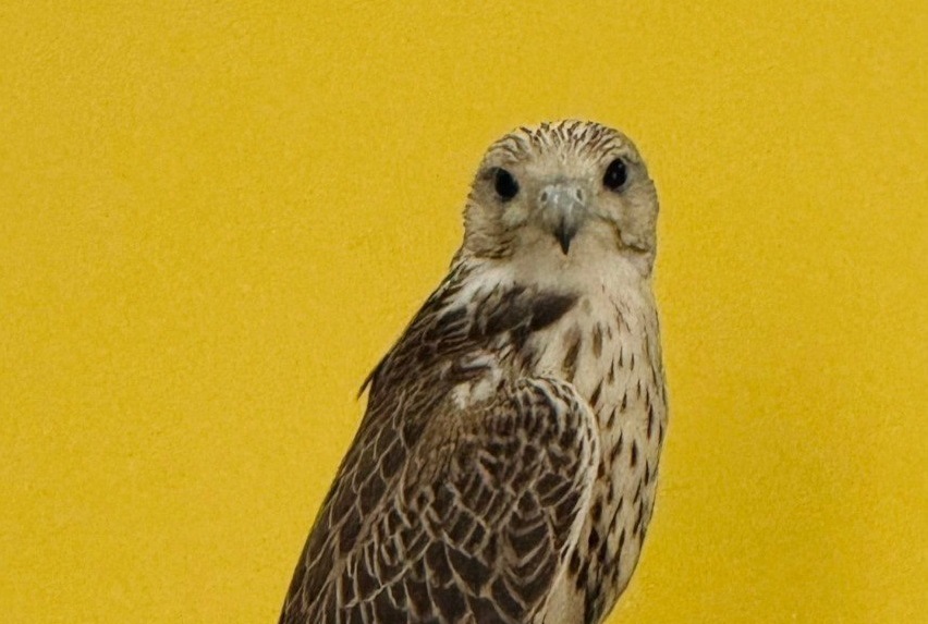 «Отзывается на свист»: в Балтийске ищут ручного сокола, который улетел во время тренировки