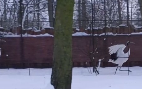 Японские журавли в Калининграде станцевали в преддверии весны