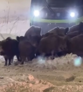 кабаны ольштын