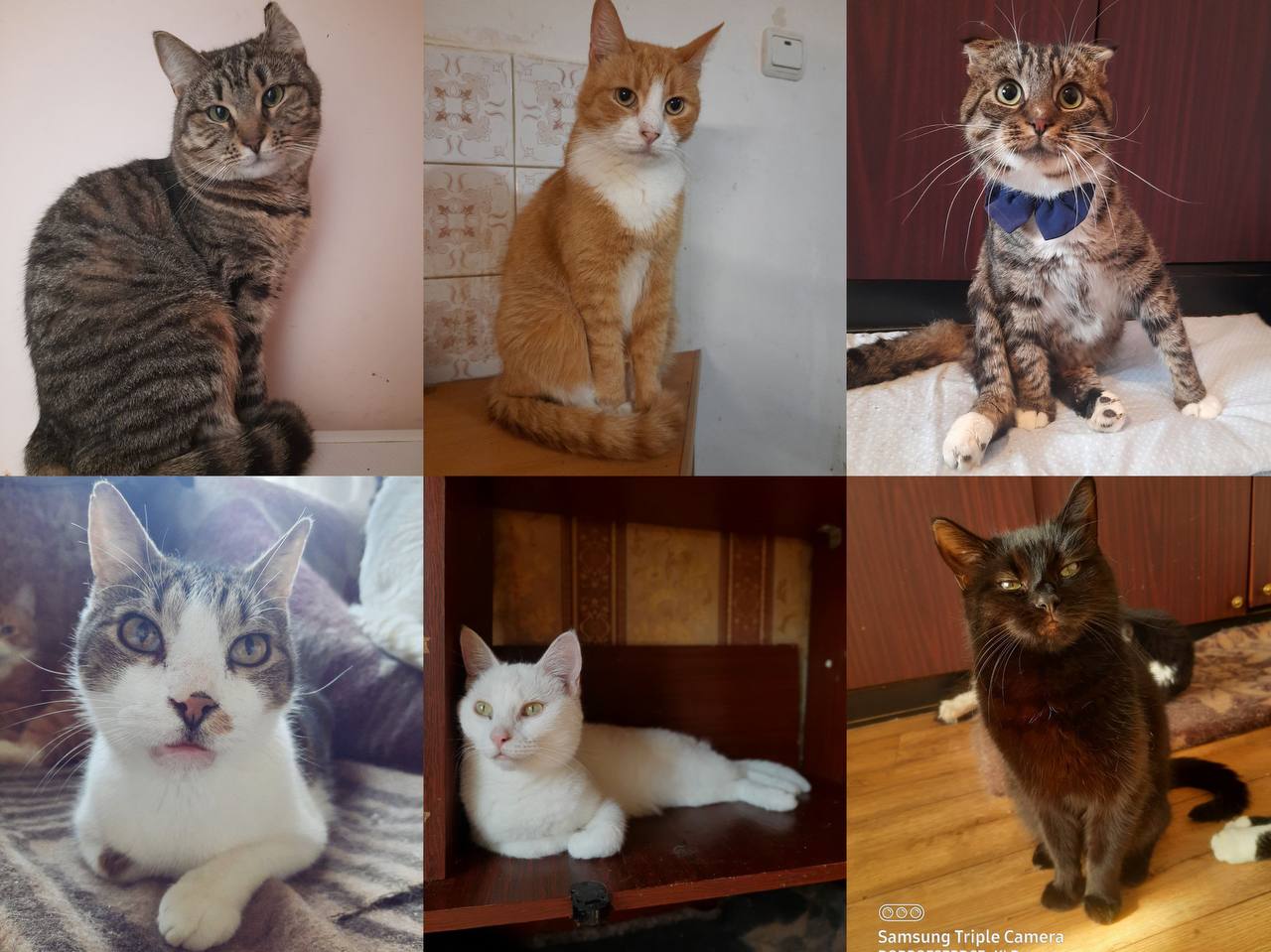 «Один из них — спинальник»: волонтёры просят калининградцев помочь найти котов, которые пропали во время пожара на Ангарской «Один из них — спинальник»: волонтёры просят калининградцев помочь найти котов, которые пропали во время пожара на Ангарской