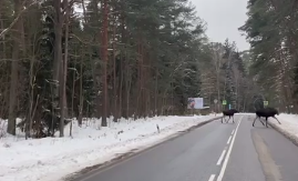 Очевидец снял на Куршской косе семейство лосей, которое переходило через дорогу Очевидец снял на Куршской косе семейство лосей, которое переходило через дорогу