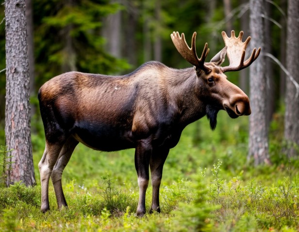 Браконьеров стало меньше: в Калининградской области сократилось число нарушений на охоте Браконьеров стало меньше: в Калининградской области сократилось число нарушений на охоте